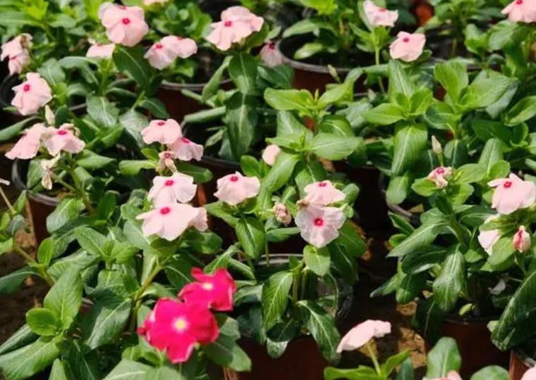 长春花可以扦插繁殖吗