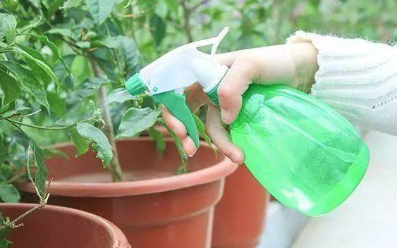 营养液浇花兑水比例