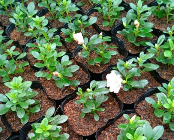 杜鹃花如何扦插