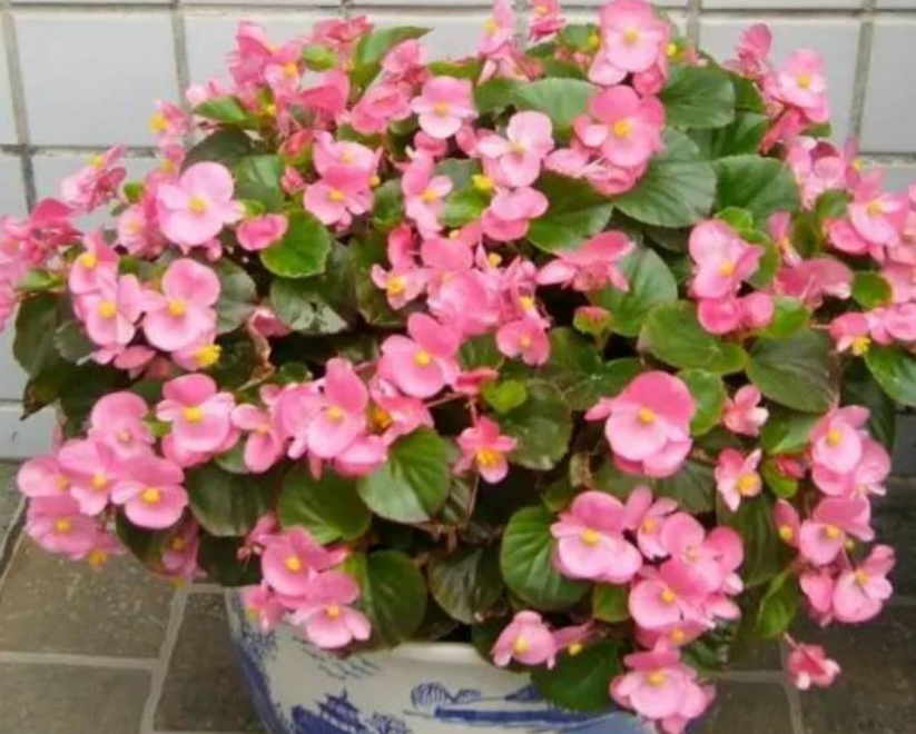 海棠花怎么养才能开花