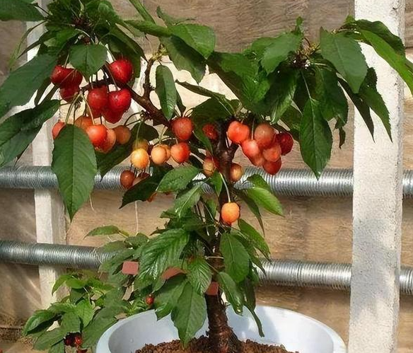花卉樱桃的养殖方法