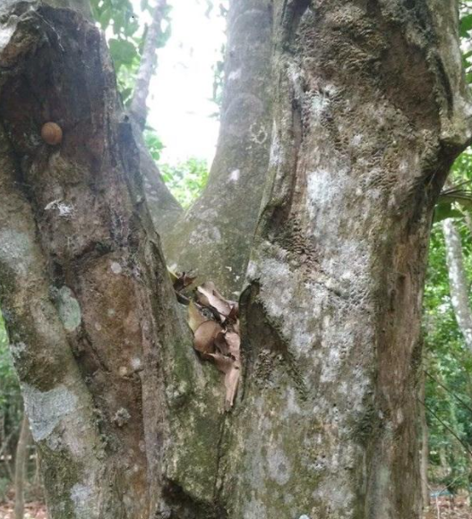 沉香树有香味吗