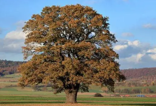 橡树生长在哪个国家