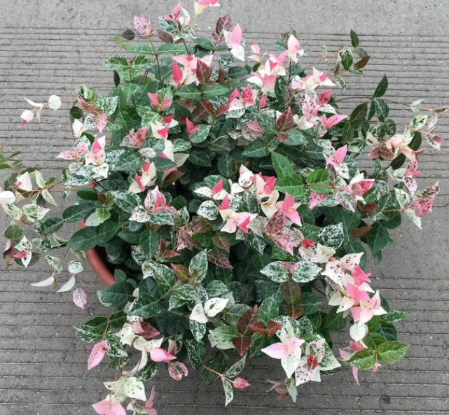 花叶络石可以水培吗