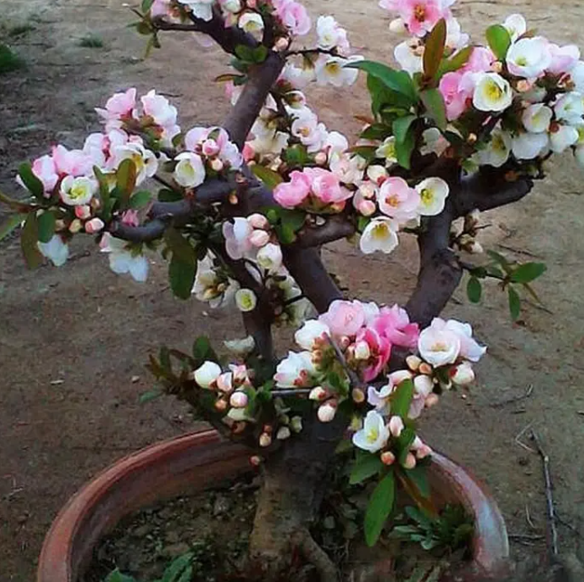 海棠花怎么修剪成老桩