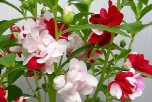 凤仙花的种植方法步骤