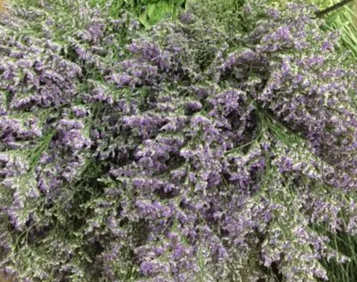 情人草鲜切花怎么养