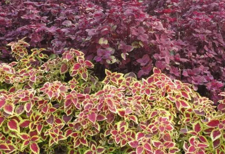 彩叶草开花了怎么办