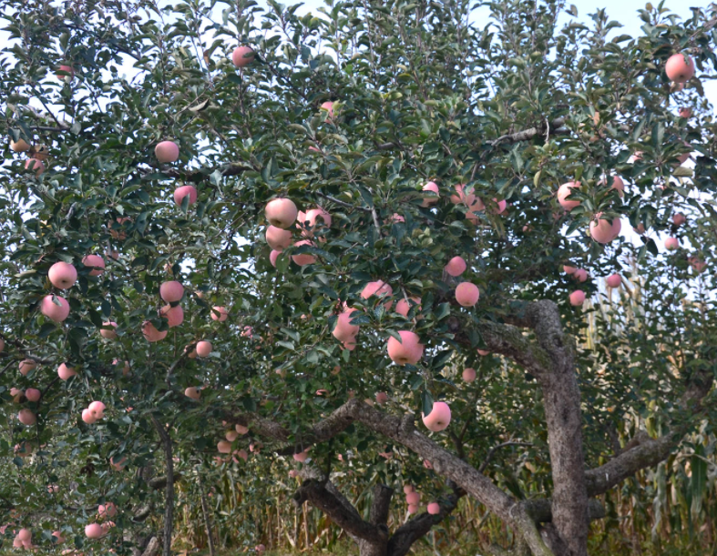 苹果树一般几年结果