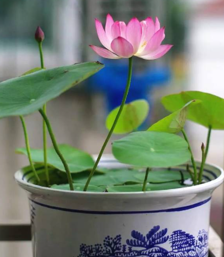 碗莲花什么时候种植