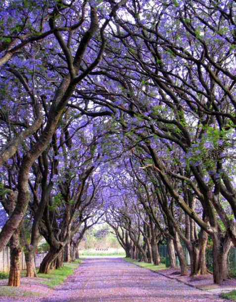 蓝花楹树种植技术