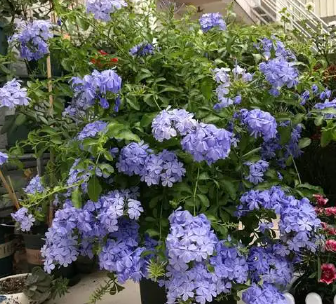 蓝雪花几月适合种植