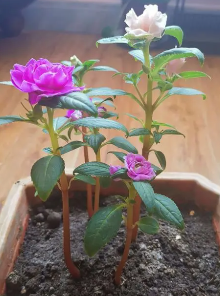 凤仙花是长日照植物吗