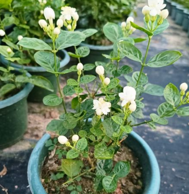 盆栽茉莉花的好处