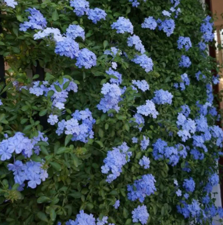 蓝雪花耐寒温度是多少