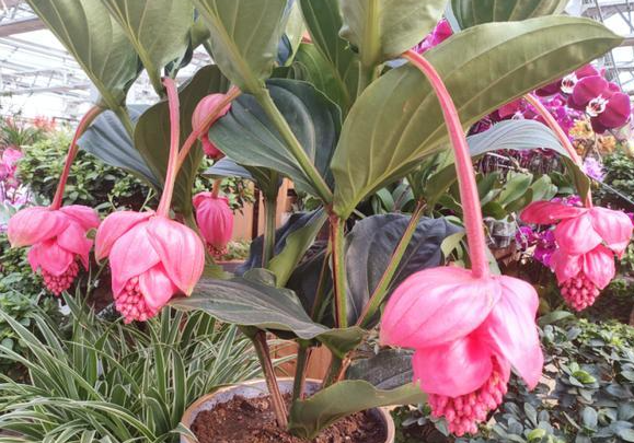 宝莲灯花谢了怎么养护