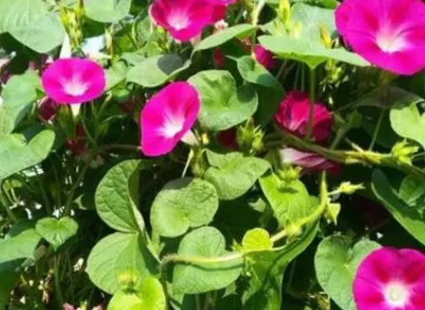 牵牛花施肥什么肥料好