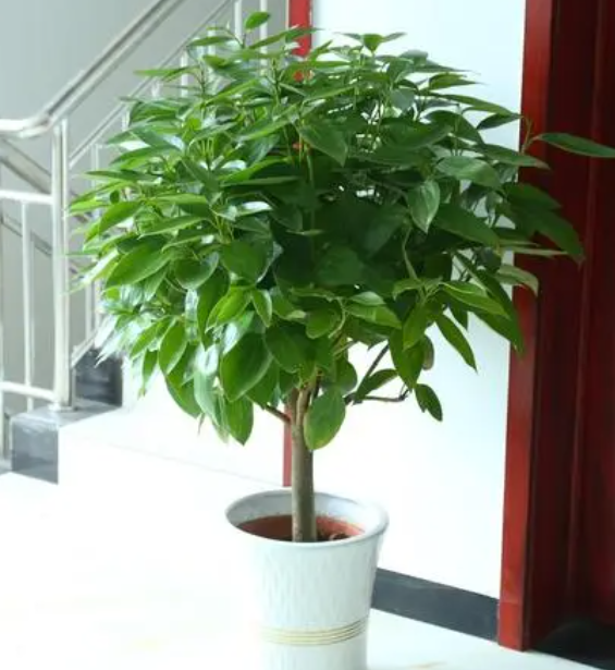 平安树和幸福树哪个贵