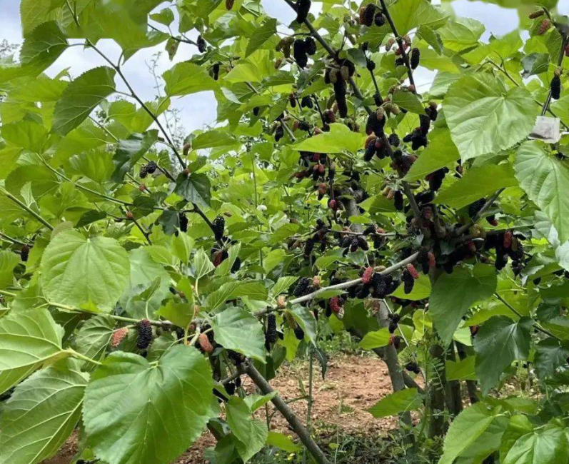 桑葚树一亩地栽多少棵专家