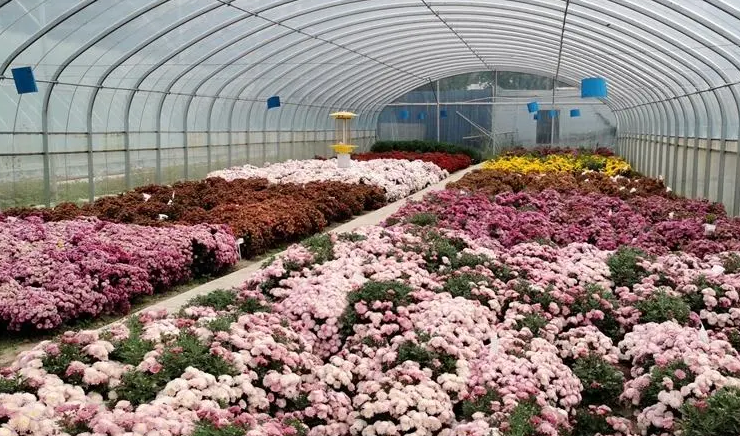 怎样种植菊花可以全年开花