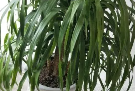 龙血树为什么换盆后蔫了咋办