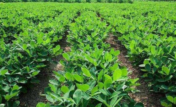 东北花生几月份成熟