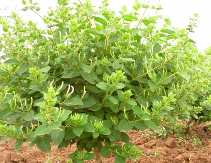 三年金银花冬季怎样修剪