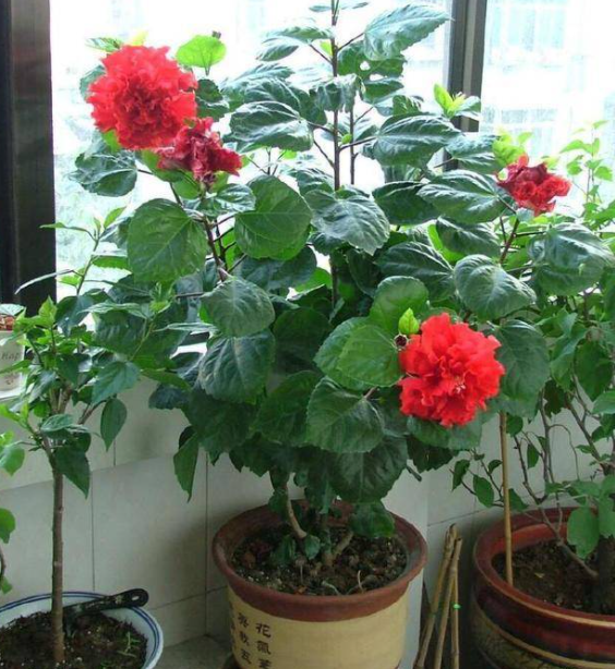 扶桑花不开花怎么办