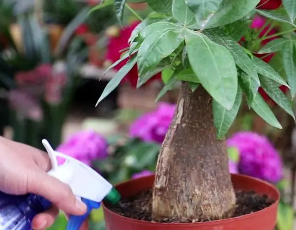 发财树浇水半透