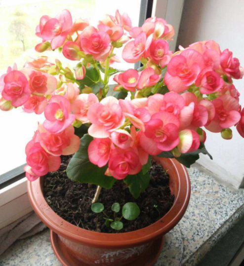 海棠花能在家里养吗