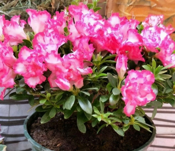 杜鹃花喜欢水吗几天浇一次水