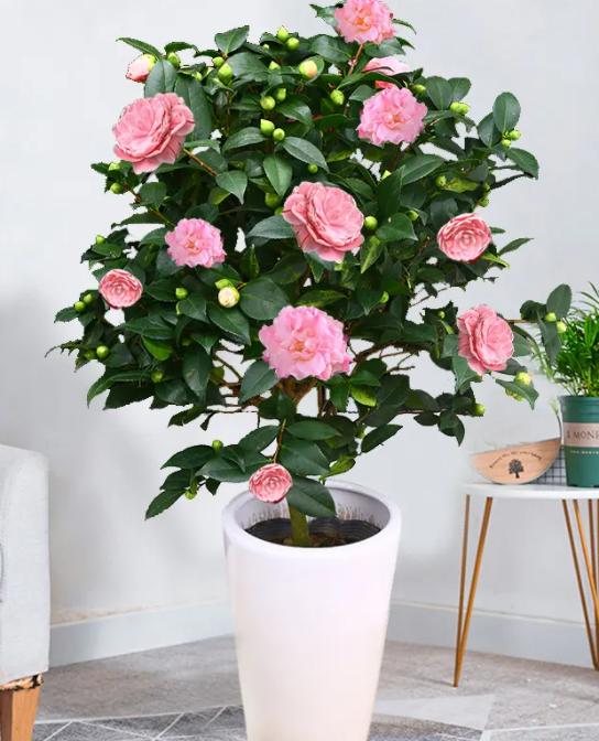 山茶花室内盆栽几天浇一次水