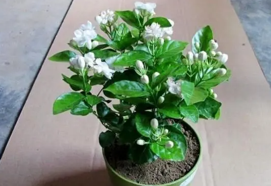 碳酸饮料可以浇茉莉花吗