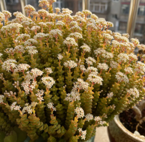 多肉小米星开花需要修剪吗