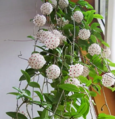 花卉球兰的养殖方法