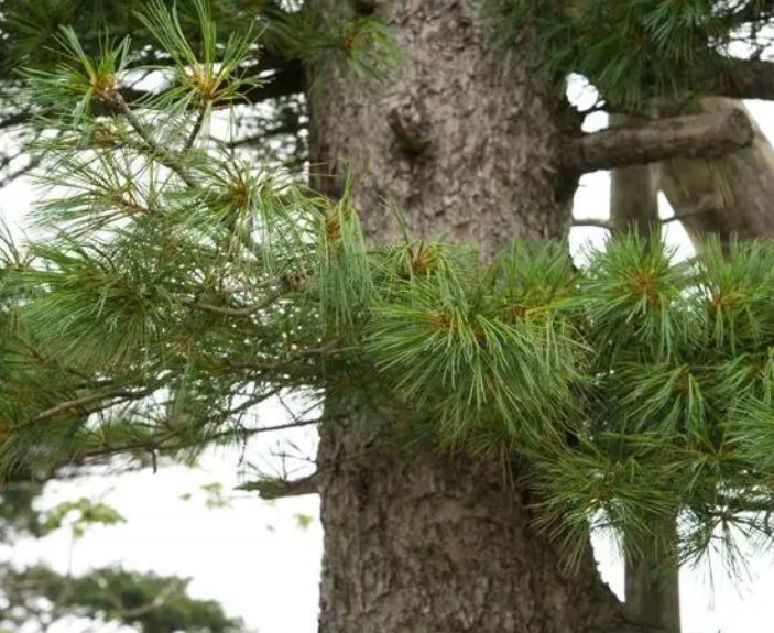 红松树什么时候掐尖