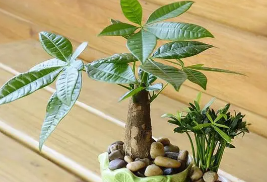 招财树用什么肥料