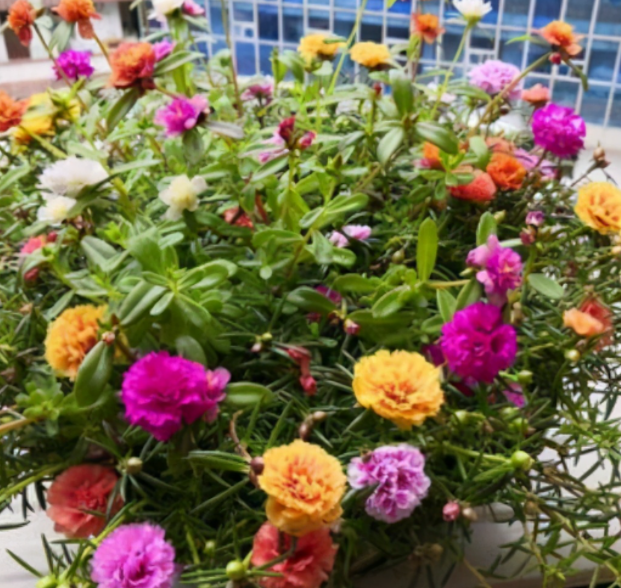 太阳花茎腐烂怎么办