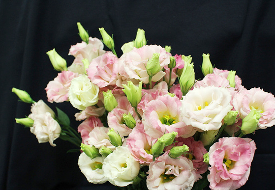 洋桔梗的花语含义