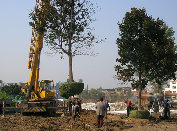 园林树木栽植技术步骤