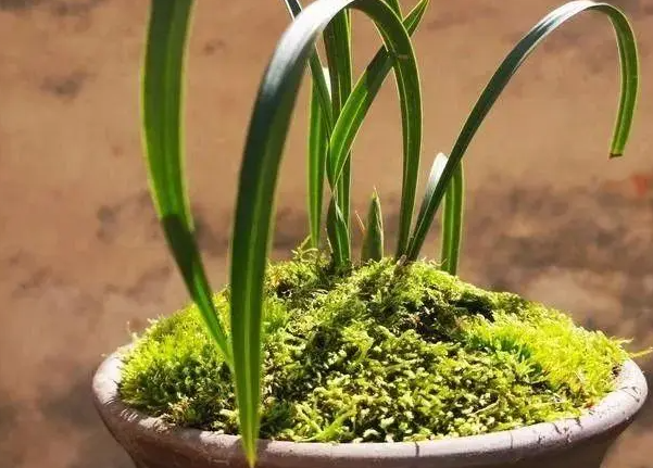 全部用苔藓种兰花好吗