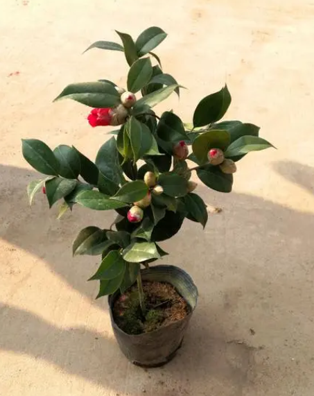 烈香茶花的养殖