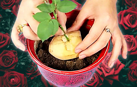 土豆扦插玫瑰花需要注意什么
