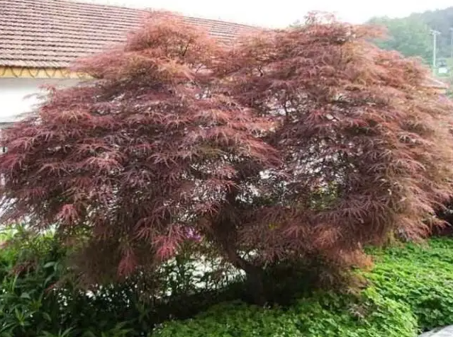 适合北方庭院种植的树木