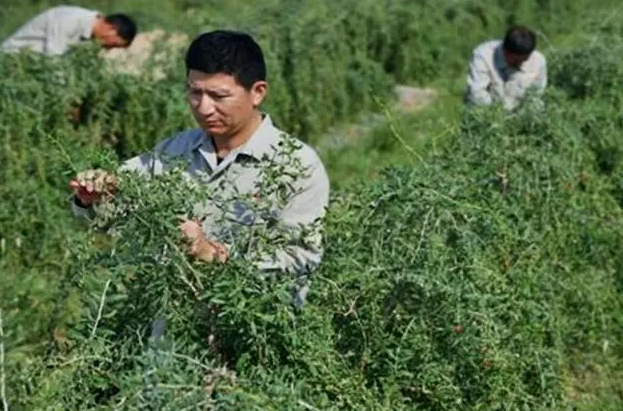 枸杞树修剪的口诀