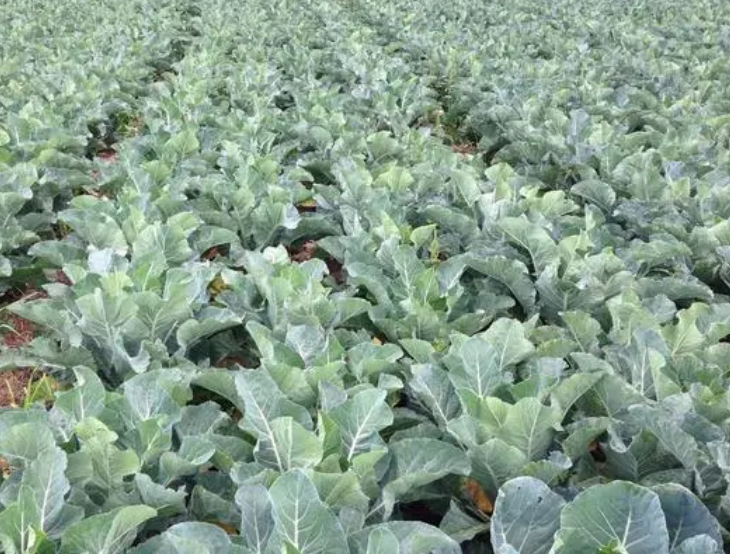 西兰花什么季节播种