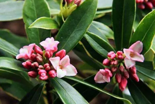 瑞香怎样区分花苞与芽