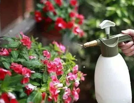 维生素c浇花的正确方法