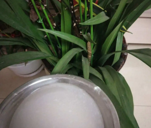 新鲜的淘米水可以浇花吗