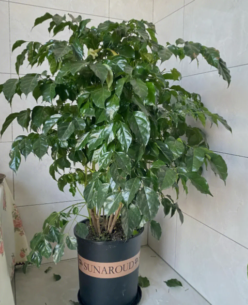 幸福树盆栽种植